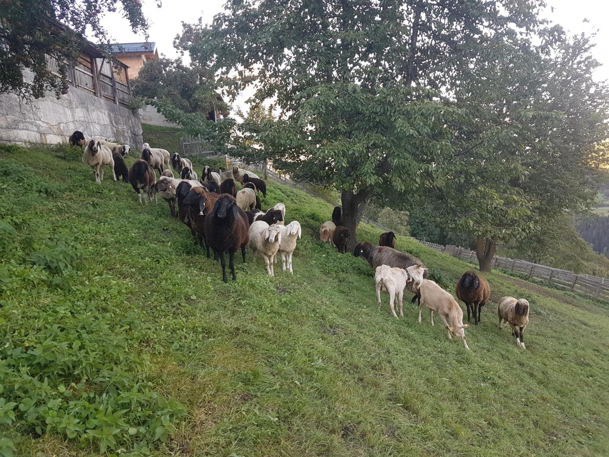 Apart Alpenzeit Arzl im Pitztal Eksteriør bilde